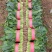 河北菠菜精品大叶菠菜价格实惠量大从优质量保证对接全国商超