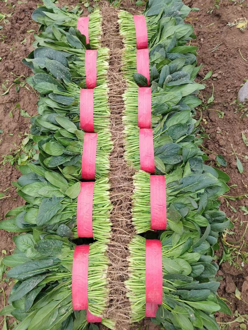 河北菠菜精品大叶菠菜价格实惠量大从优质量保证对接全国商超