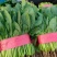 河北菠菜精品大叶菠菜价格实惠量大从优质量保证对接全国商超