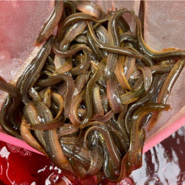 泥鳅鱼苗，活力生猛，抗病力强，价格优惠，保质保量