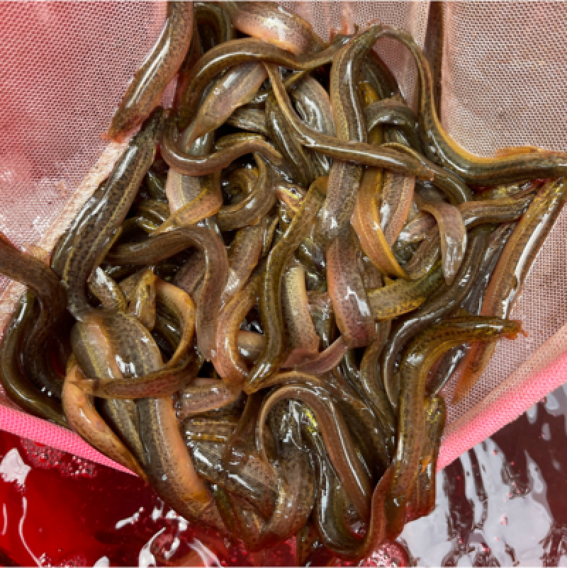 泥鳅鱼苗，活力生猛，抗病力强，价格优惠，保质保量