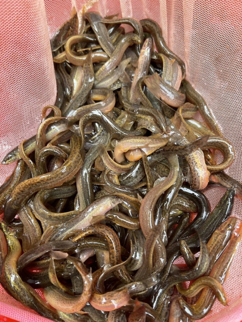 泥鳅鱼苗，活力生猛，抗病力强，价格优惠，保质保量