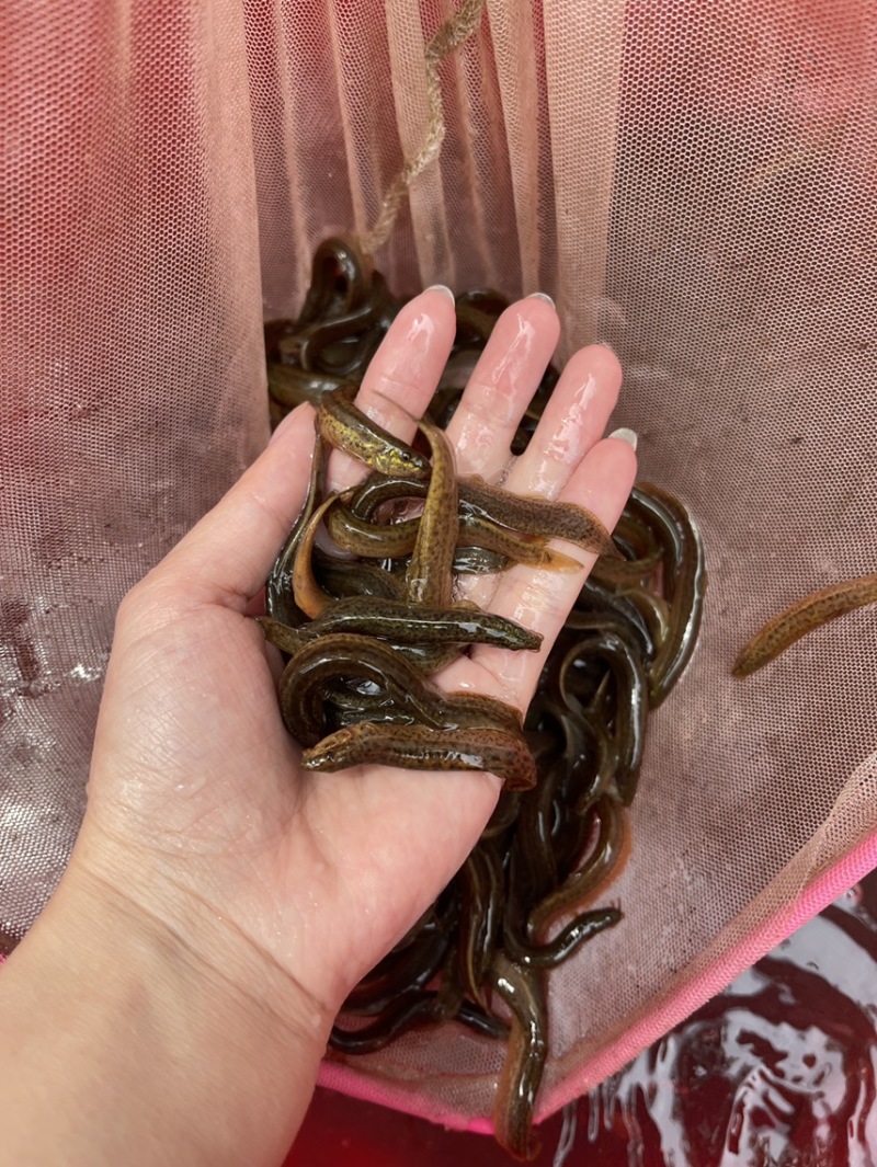 泥鳅鱼苗，活力生猛，抗病力强，价格优惠，保质保量
