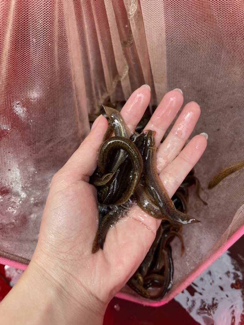 泥鳅鱼苗，活力生猛，抗病力强，价格优惠，保质保量