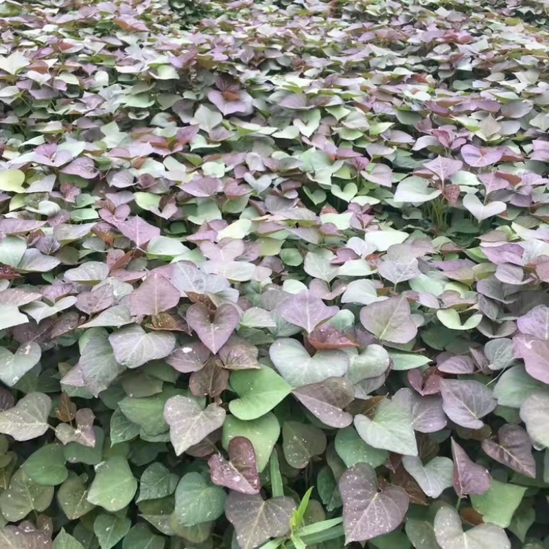 西瓜红苗，纯种高代，脱毒公司种苗扦插苗培育种薯，
