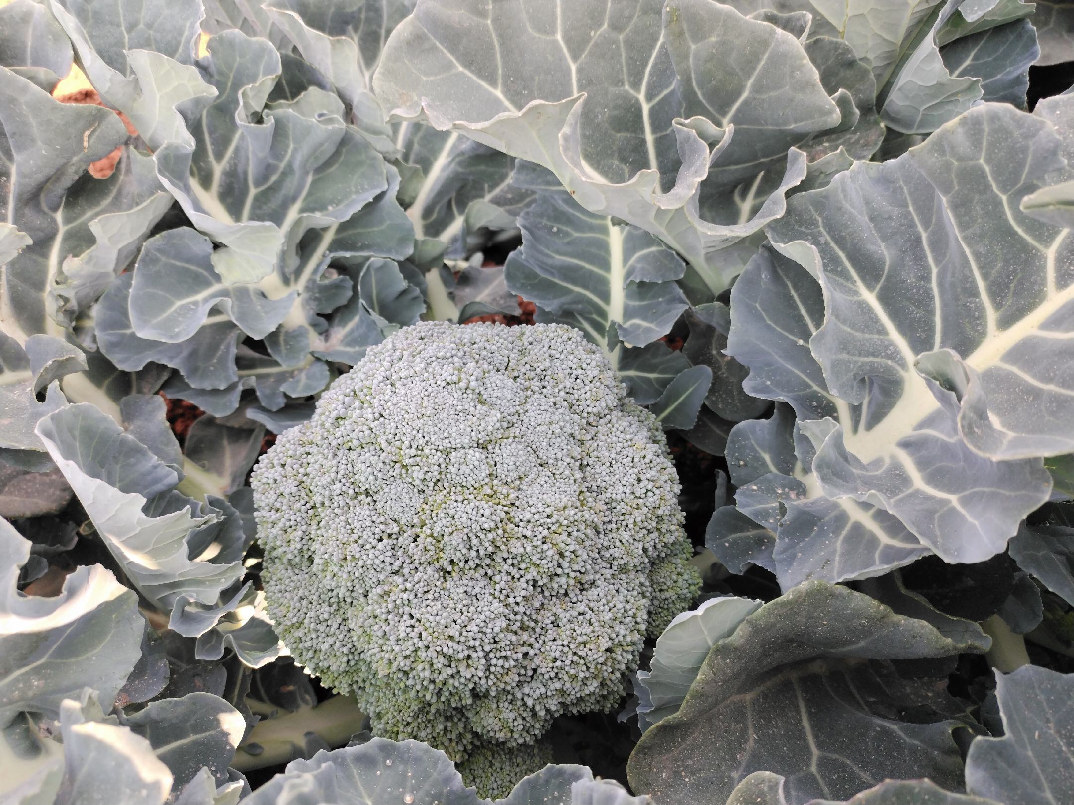 荷兰豆营养成分对比图