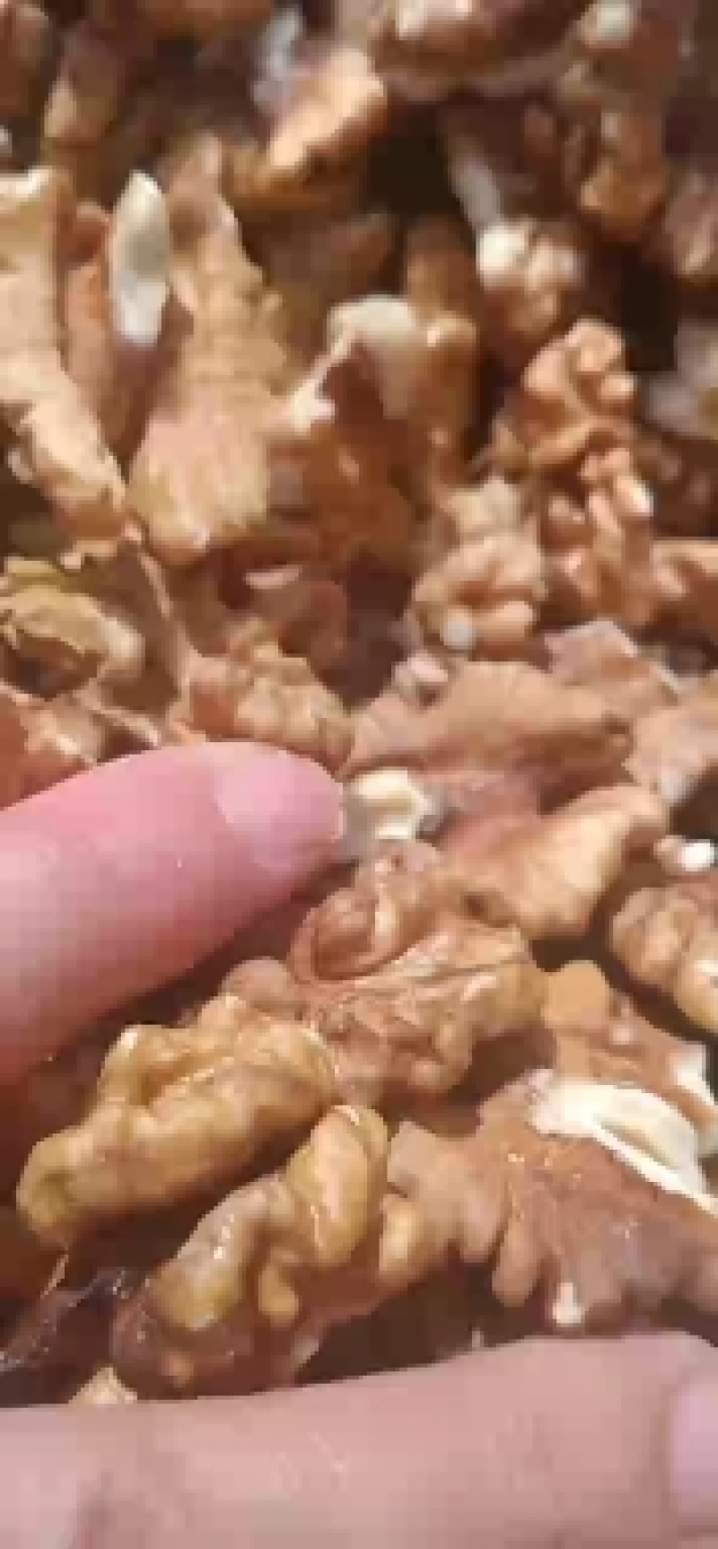 本地核桃仁，新疆核桃仁，各种规格的都有，欢迎各位老板选够