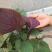 紫苏种子单双面紫苏种子紫苏籽包芽率包邮