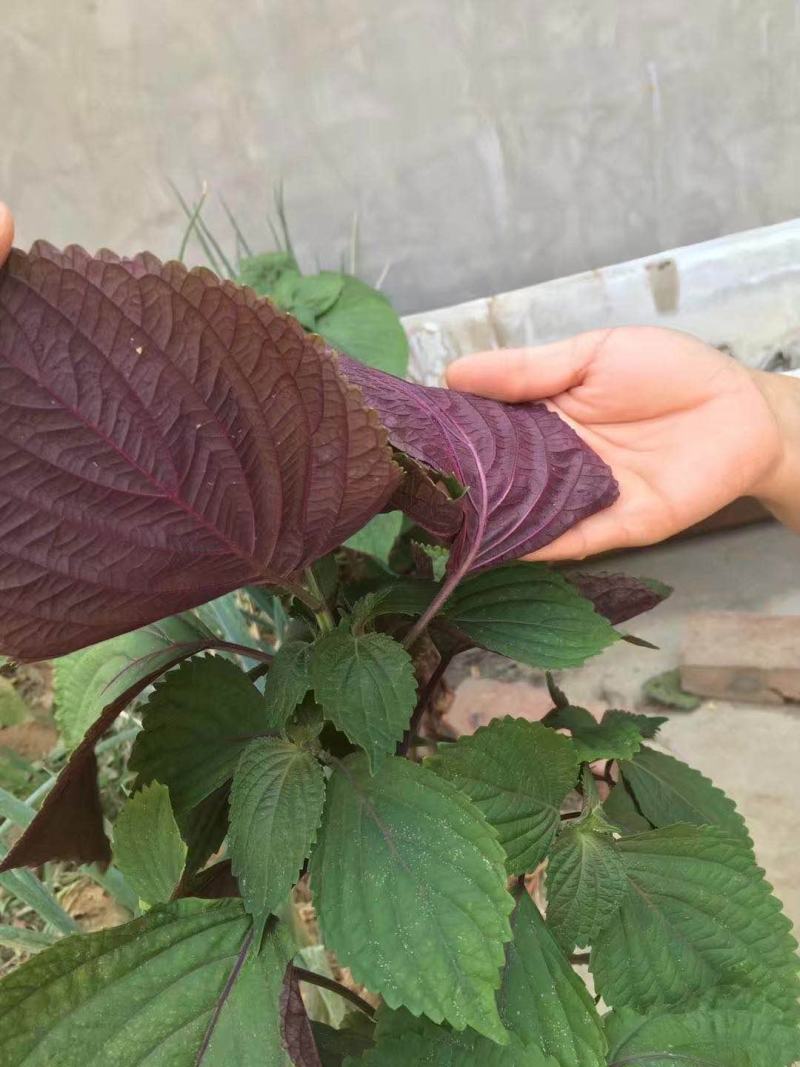 紫苏种子单双面紫苏种子紫苏籽包芽率包邮