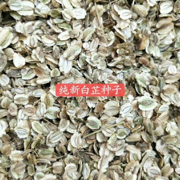 白芷种子包芽率包邮，支持大货批发零售