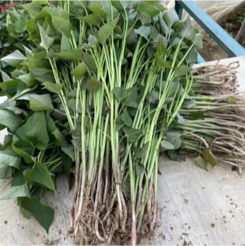 龙薯9苗，本基地，主营烟薯，西瓜红，商薯，龙薯9，脱毒苗