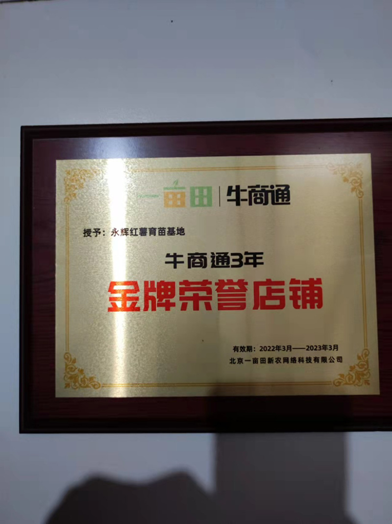 龙薯9苗，本基地，主营烟薯，西瓜红，商薯，龙薯9，脱毒苗