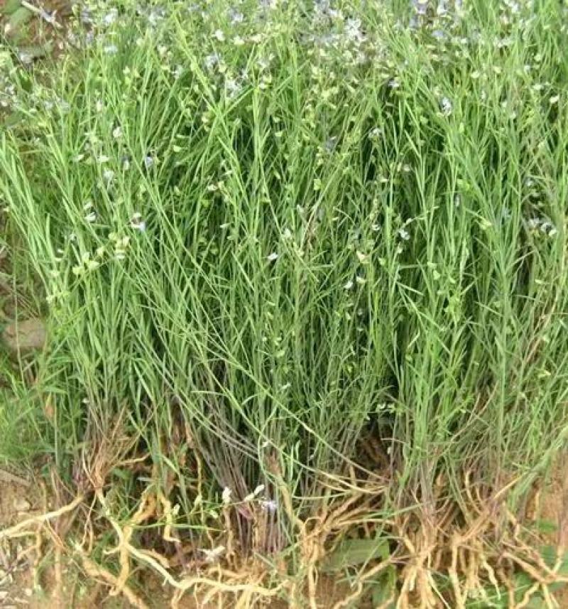 远志种子远志籽包芽率包邮，支持大货批发零售