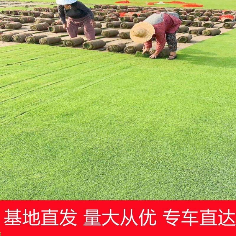 【牛商优选】精品草坪草产地批发大量供应货源充足