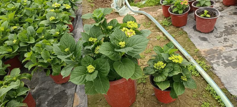 绣球，大西洋，白雪公主，塞布丽娜，无尽夏，开花出售，