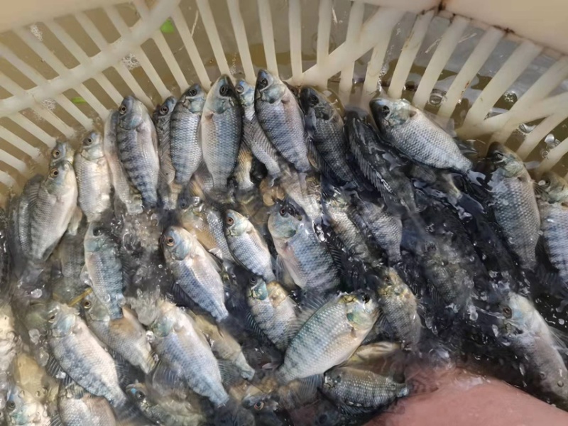宝路罗非鱼苗，好养快大，耐寒能力强，价格优惠，保质保量