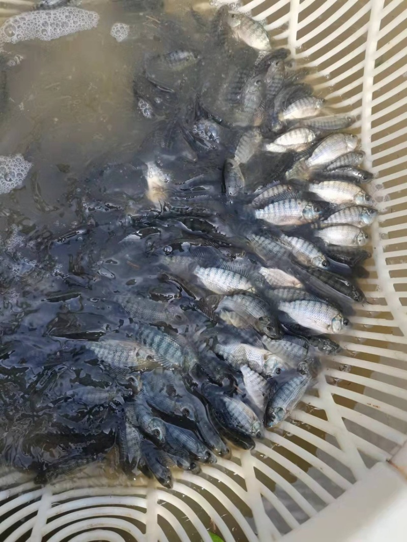 宝路罗非鱼苗，好养快大，耐寒能力强，价格优惠，保质保量