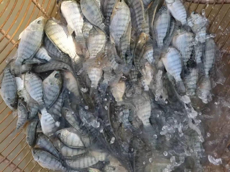 宝路罗非鱼苗，好养快大，耐寒能力强，价格优惠，保质保量