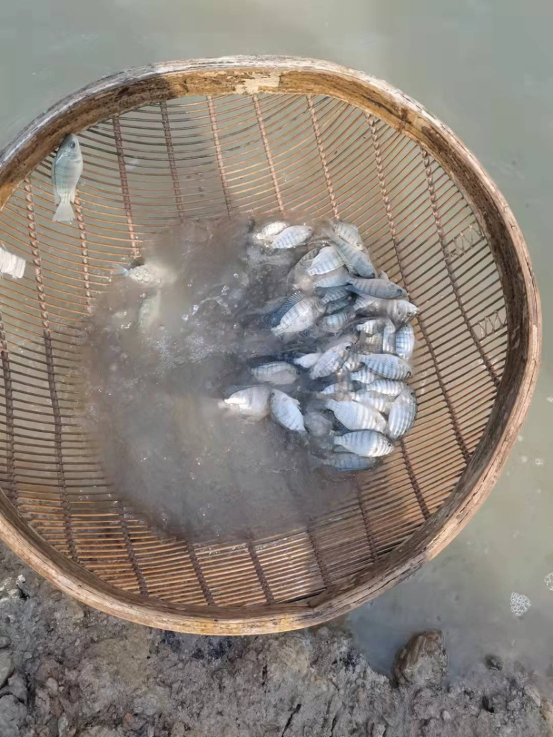宝路罗非鱼苗，好养快大，耐寒能力强，价格优惠，保质保量