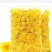 金丝皇菊