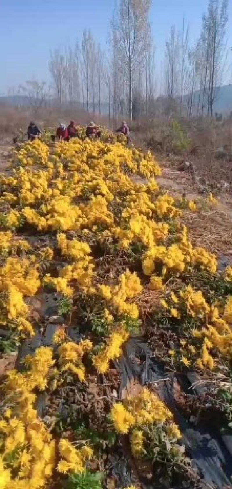金丝皇菊