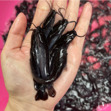 埃及塘鲺鱼苗，漂亮均匀，抗病力强，好养快大，价格优惠