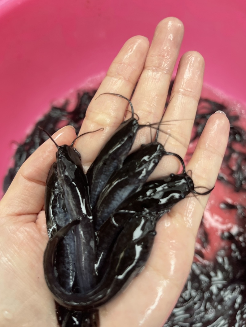 埃及塘鲺鱼苗，漂亮均匀，抗病力强，好养快大，价格优惠
