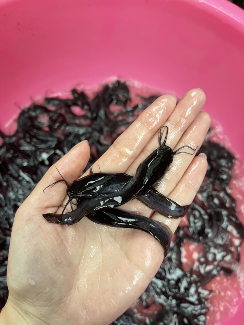 埃及塘鲺鱼苗，漂亮均匀，抗病力强，好养快大，价格优惠