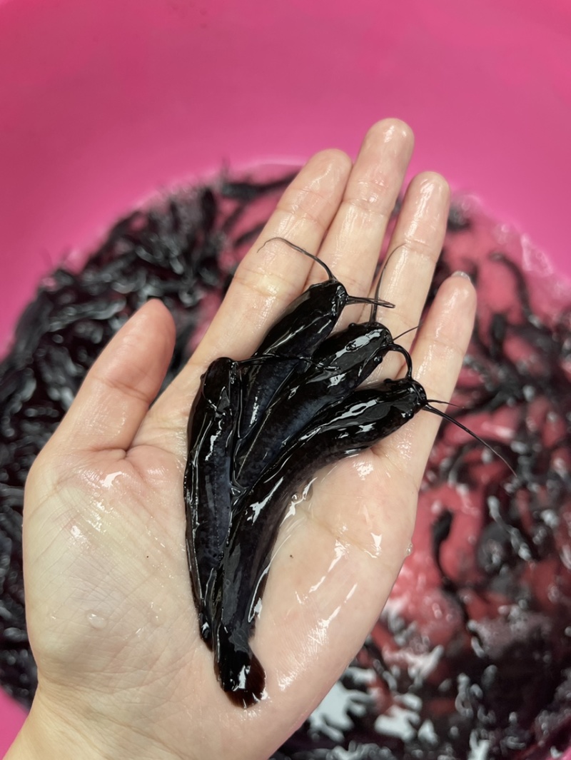 埃及塘鲺鱼苗，漂亮均匀，抗病力强，好养快大，价格优惠