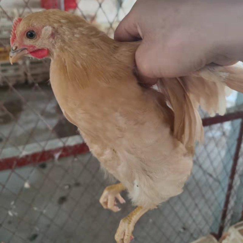 土鸡苗江西土黄鸡青，纯种小脚土1母黄鸡疫苗齐全体质健康。
