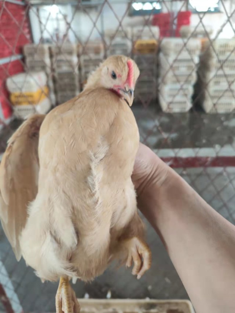 土鸡苗江西土黄鸡青，纯种小脚土1母黄鸡疫苗齐全体质健康。