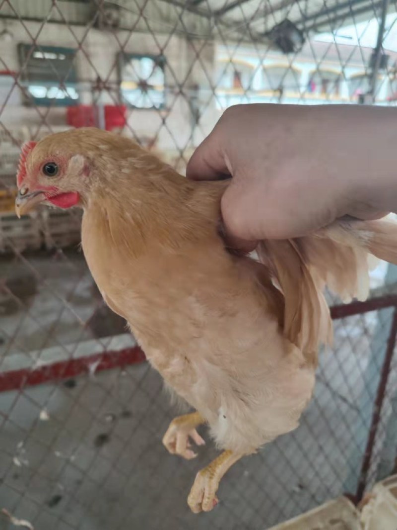 土鸡苗江西土黄鸡青，纯种小脚土1母黄鸡疫苗齐全体质健康。