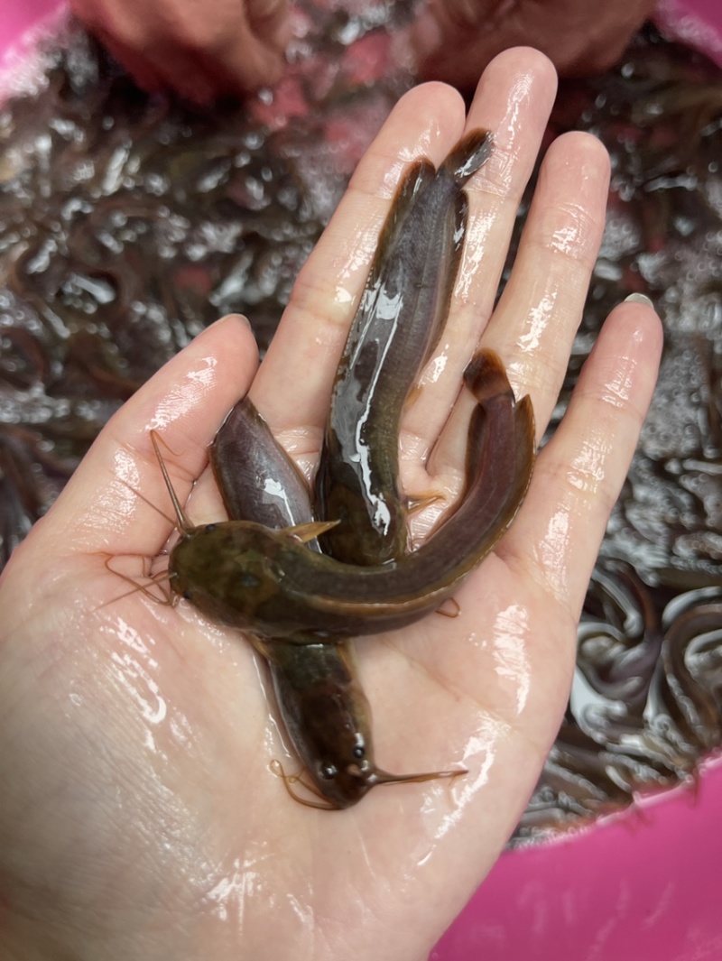 三黄本地塘角鱼，活力生猛，好养快大，保质保量