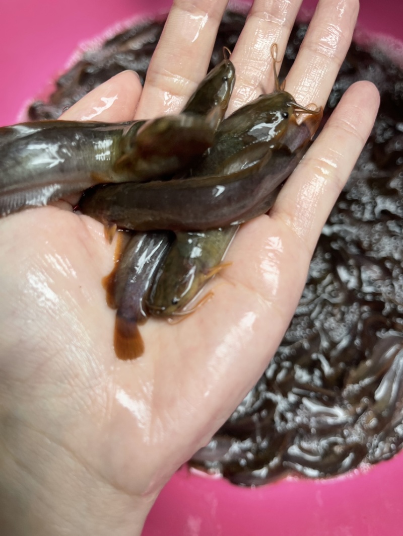 三黄本地塘角鱼，活力生猛，好养快大，保质保量
