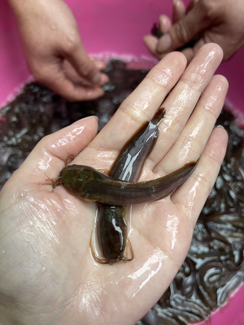 三黄本地塘角鱼，活力生猛，好养快大，保质保量