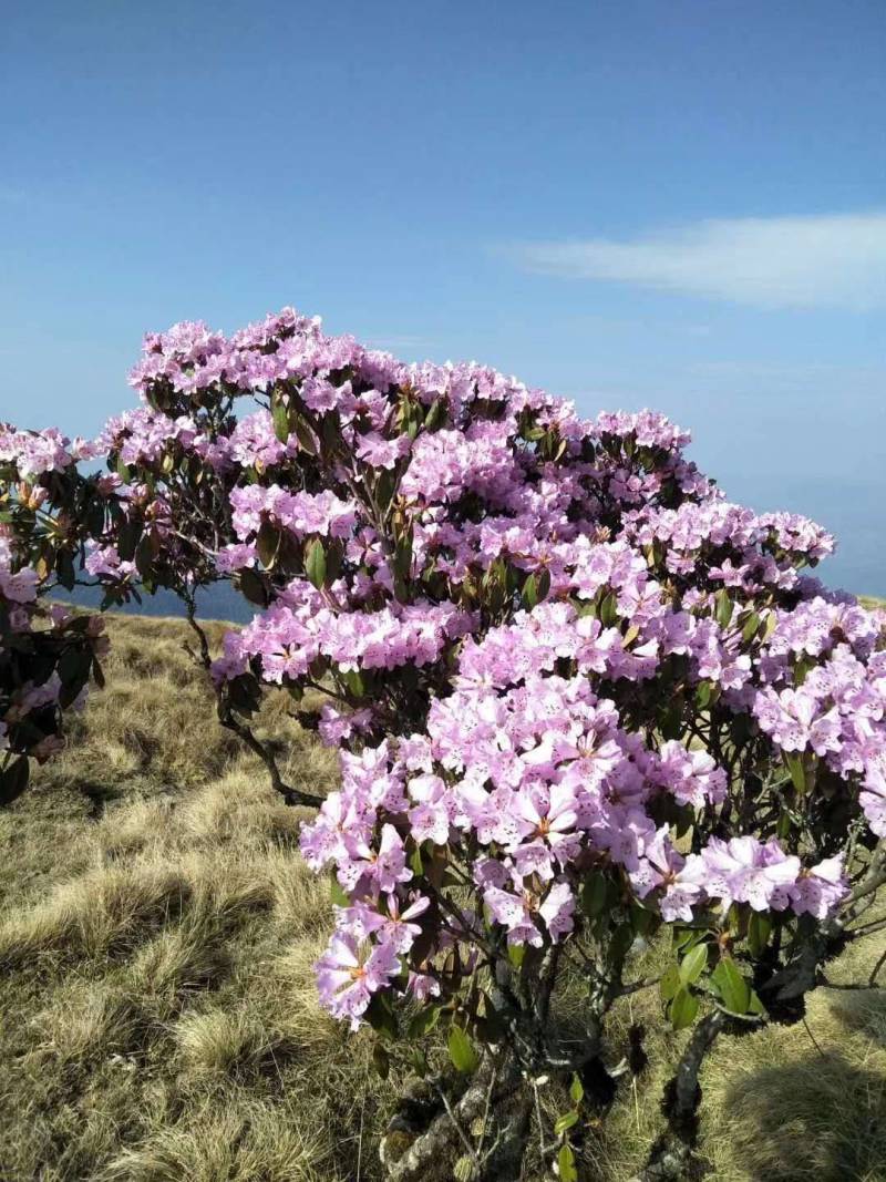 高山杜鹃。高山杜鹃各种品种需要联系我