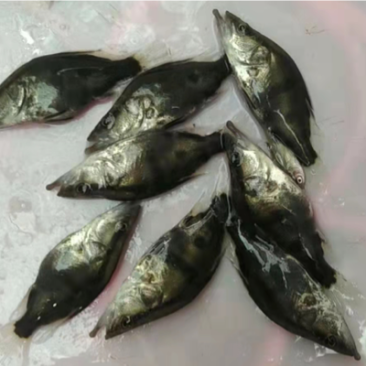 桂花鱼苗，好养快大。抗病力强，价格优惠，保质保量