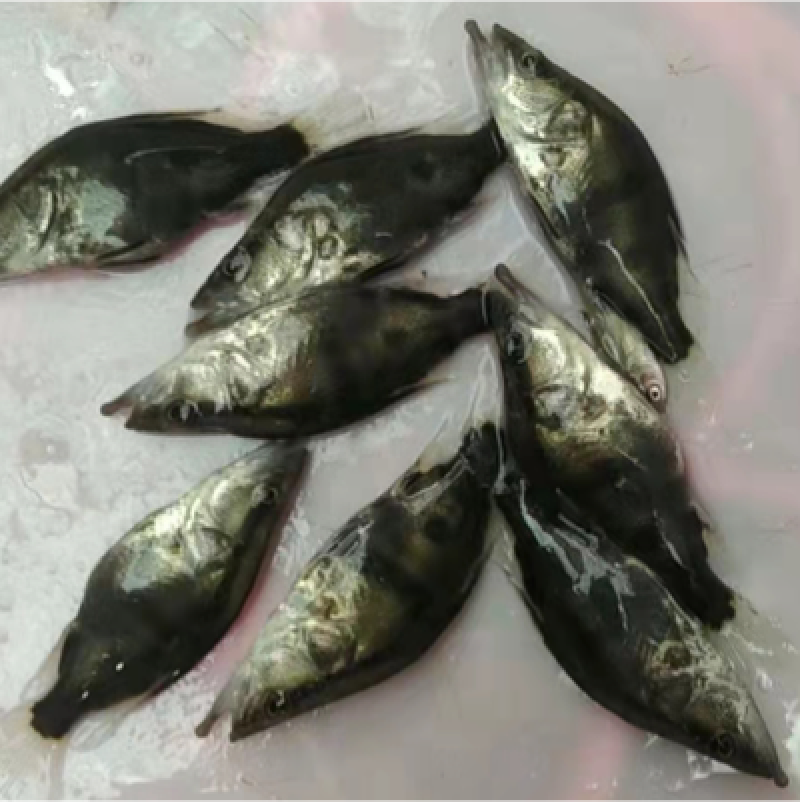 桂花鱼苗，好养快大。抗病力强，价格优惠，保质保量