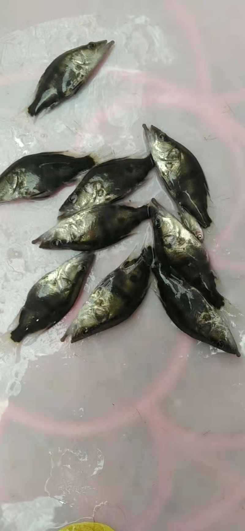 桂花鱼苗，好养快大。抗病力强，价格优惠，保质保量