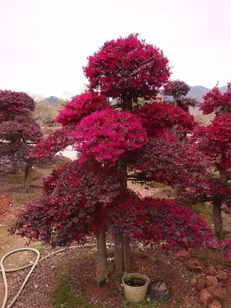 苗圃供应园林绿化桩景造型红花继木桩量大从优批发供应