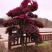 苗圃供应园林绿化桩景造型红花继木桩量大从优批发供应