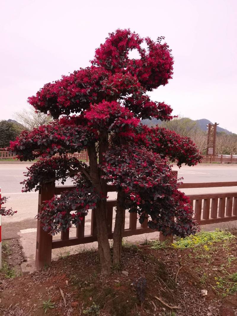 苗圃供应园林绿化桩景造型红花继木桩量大从优批发供应