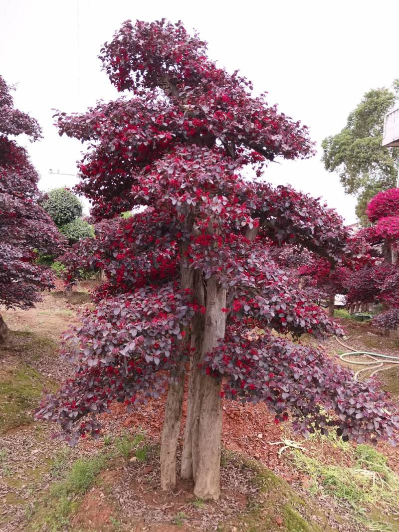 苗圃供应园林绿化桩景造型红花继木桩量大从优批发供应
