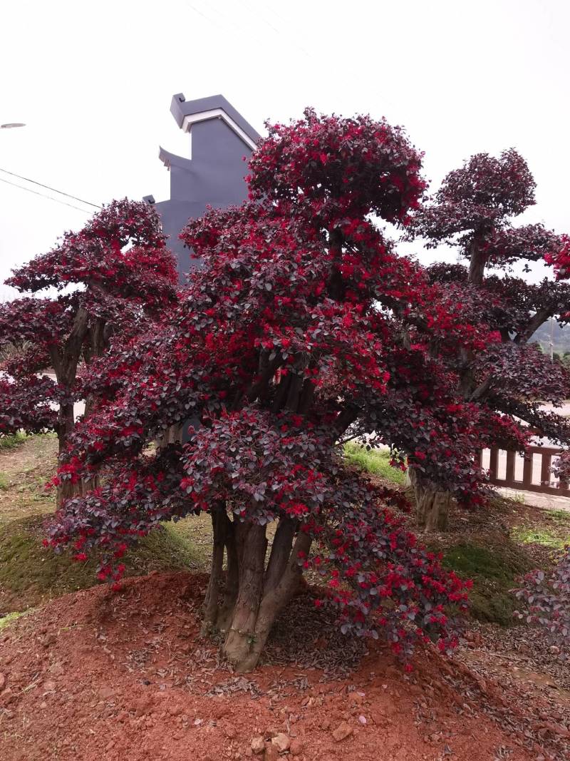 苗圃供应园林绿化桩景造型红花继木桩量大从优批发供应