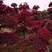 苗圃供应园林绿化桩景造型红花继木桩量大从优批发供应