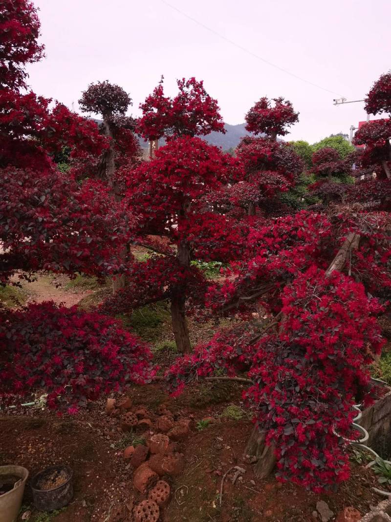 苗圃供应园林绿化桩景造型红花继木桩量大从优批发供应