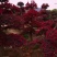 苗圃供应园林绿化桩景造型红花继木桩量大从优批发供应
