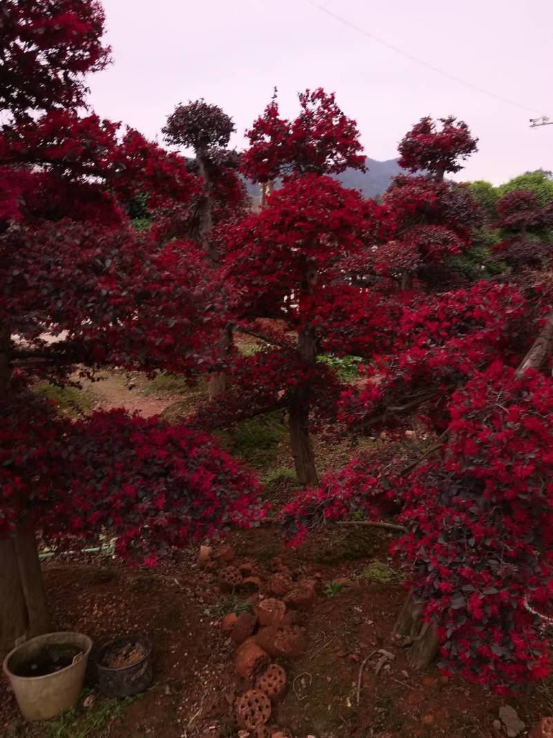 苗圃供应园林绿化桩景造型红花继木桩量大从优批发供应