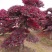 苗圃供应园林绿化桩景造型红花继木桩量大从优批发供应