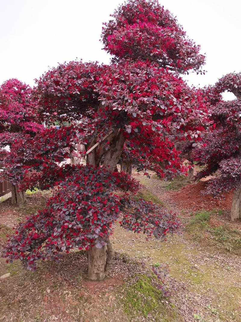 苗圃供应园林绿化桩景造型红花继木桩量大从优批发供应